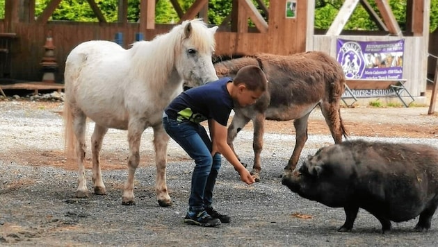 Auch Pony, Esel und Hängebauchschwein sind äußerst beliebt. (Bild: Ponyhof KlippKlapp)