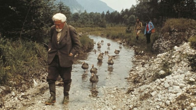 Das Verhalten der Graugänse hatte Konrad Lorenz erforscht. Unbeirrbar watschelten sie dem Forscher hinterher. Seine Arbeit brachte ihm 1973 mit Nikolas Tinbergen und Karl von Frisch den Nobelpreis ein. (Bild: DEA PICTURE LIBRARY)