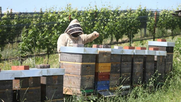 Das Projekt „Honigbienen in Weingärten“ erhielt den begehrten Bio-Innovationspreis. (Bild: DANIEL FENZ, Landesmedienservice)