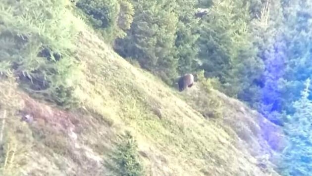 Am 14. Juni wurde im Gemeindegebiet von Fiss ein Bär aufgenommen. (Bild: Privat)