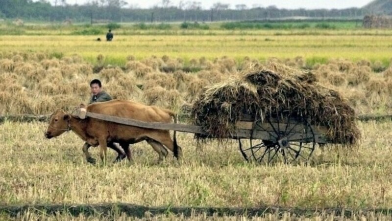 Vor allem die Getreideernte fiel zuletzt mager aus - als wesentlichste Grundnahrungsmittel bleiben noch die Reisvorräte im Land. (Bild: AFP/JOONGANG ILBO-CHOI JUNG-DONG)