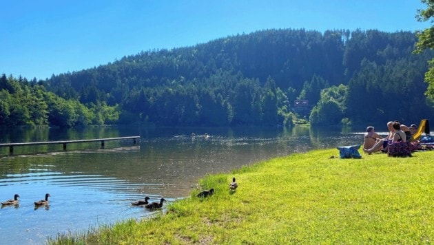 Tatort: Vassacher See. Hier wurde die Schwimmerin vom Fisch gebissen. (Bild: Peter Kleinrath)
