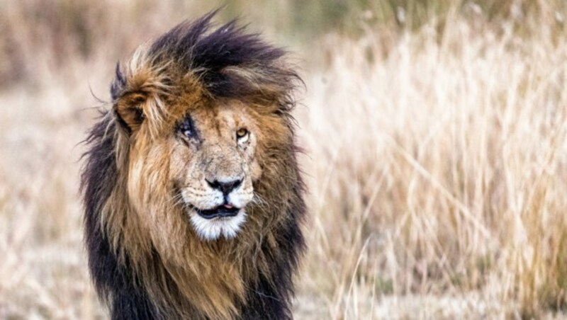 Der Löwe mit der unverkennbaren Narbe erreichte ein hohes Alter. (Bild: stock.adobe.com)