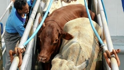 Bilder die unter die Haut gehen: verletzte oder ins Meer gefallene Rinder werden mittels Seilzug ins Schiff gehievt. Diese Barbarei muss ein Ende finden. (Bild: Mast Irham/EPA /picturedesk.com)