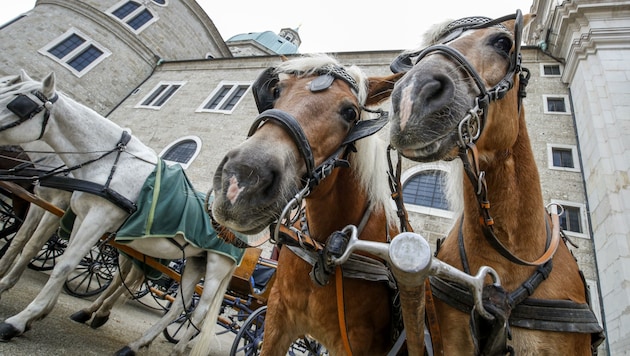 Bei extremen Temperaturen sind Fiaker-Pferde bei der Arbeit (Bild: Tschepp Markus)