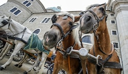 Bei extremen Temperaturen sind Fiaker-Pferde bei der Arbeit (Bild: Tschepp Markus)