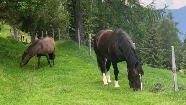 Pony Pedro und Warmblut-Wallach Rodion sind seit Freitagfrüh auf der Gerlitzen unterwegs. (Bild: zVg)