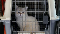 Sechs Katzen sowie zwei Hunde gehörten ebenfalls zur illegalen Ladung des in Kärnten gestoppten russischen Tierhändlers (50). (Bild: BMF/ZA)