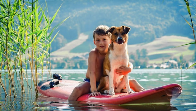 Nicht überall können Hundebesitzer mit ihren Vierbeinern baden gehen... (Bild: Markus Wenzel)