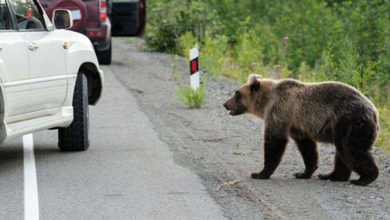 Symbolbild: Ein junger Bär nähert sich einem Auto. (Bild: ©Alexander Piragis - stock.adobe.com)