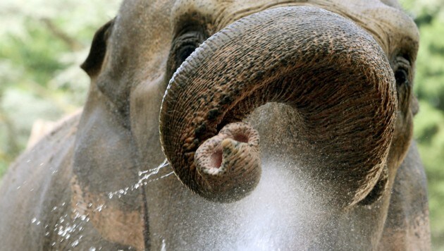 Ein Indischer Elefant (Bild: APA/dpa (Symbolbild))