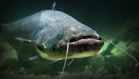 Der Waller oder Wels ist der größte Fisch in heimischen Gewässern: Welse können bis zu 80 Jahre alt, drei Meter lang und 200 Kilo schwer werden. Meist sind sie aber deutlich kleiner. (Bild: stock.adobe.com)