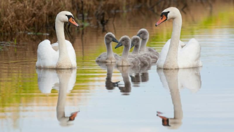 Manche wünschen sich, dass der Schwan eine Schwänin zur Seite gestellt bekommt, mit der er sich fortpflanzen kann. Aber die wahre Liebe scheint „Black Swan“ schon gefunden zu haben... (Bild: stock.adobe.com)