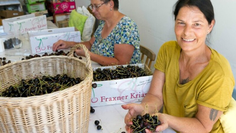 Hier werden die edlen Fraxner Kriasi verarbeitet, natürlich von Hand. (Bild: Mathis Fotografie)