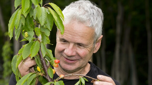 Bertram Nachbaur ist einer der letzten Vorarlberger, die sich auf die Kunst des Kirschbaumveredelns verstehen. Zudem weiß er auch die Kirchen zu verarbeiten - etwa zu preisgekrönten Destillaten. (Bild: Mathis Fotografie)