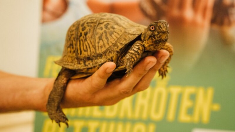 Die Carolina Dosenschildkröte Sigmund ist das EM-Orakel im Center West in Graz.
 (Bild: Philipp Lihotzky/Center West)