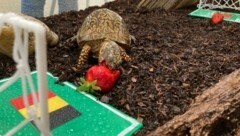 Am Samstag tippte Schildkröte Sigmund auch das Achtelfinalspiel zwischen Portugal und Belgien richtig (Bild: Center West)