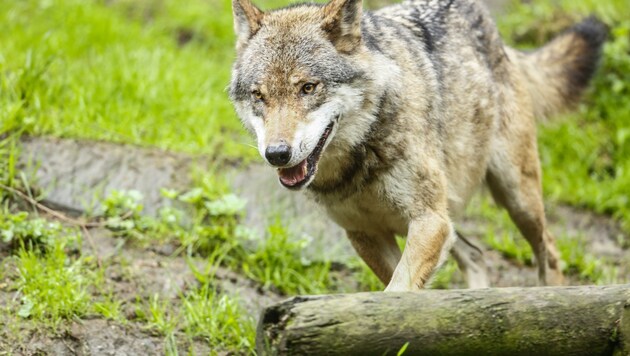 Offiziell bestätigt: Heuer bereits 69 Wolfsrisse in Salzburg. (Bild: Gerhard Schiel)