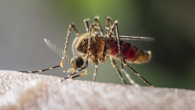 Mit Malaria infizierte Anopheles-Mücken stechen Menschen und übertragen dabei die Erreger. (Bild: stock.adobe.com)