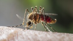 Mit Malaria infizierte Anopheles-Mücken stechen Menschen und übertragen dabei die Erreger. (Bild: stock.adobe.com)