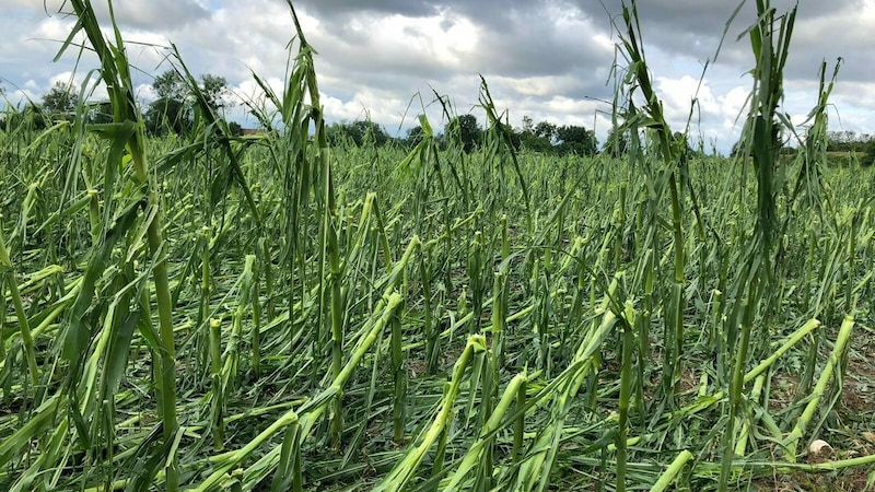 Im laufenden Jahr führten extreme Wetterbedingungen bis Anfang September zu einem Gesamtschaden von 250 Millionen Euro.  (Bild: ÖHV)