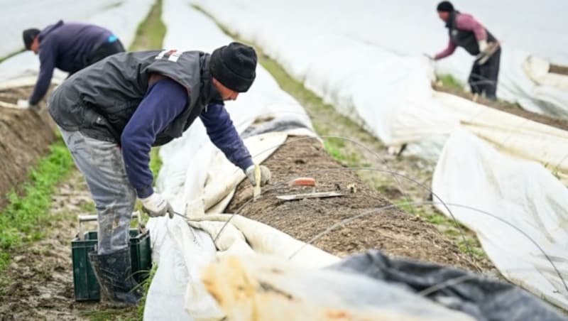 Spargel gab es heuer weniger, wegen der Kälte im Frühjahr (Bild: Alexander Schwarzl)