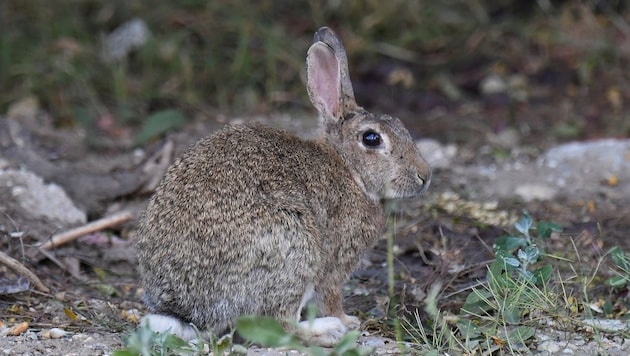Ob der Hase die Ostereier bringt? Jedenfalls lebt er gefährlich: Allein in Kärnten kommen pro Jahr beinahe 500 Hasen unter die Räder. (Bild: P. Huber)