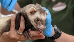 Als Belohnung für die Impfung erhält dieses Frettchen eine köstliche Paste. (Bild: Oakland Zoo)