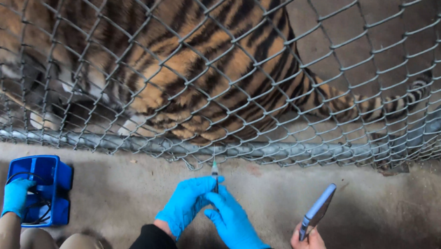 Selbst die gefährlichen Tiger werden zum Schutzzaun gelockt, um ihnen eine Impfung zu verabreichen. (Bild: Oakland Zoo)