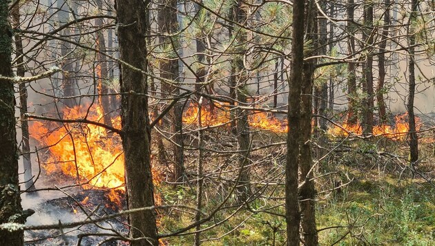 Der Brand breitete sich vom Unterholz auf die Baumwipfel aus. (Bild: Einsatzdoku.at)