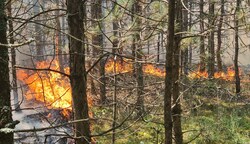 Bereits am Wochenende brannte der Föhrenwald im Bezirk Neunkirchen. (Bild: Einsatzdoku.at)