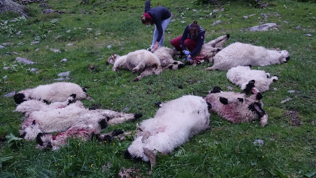 17 Schafe verendeten in Westendorf. (Bild: ZOOM.TIROL)