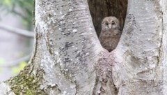 Im Weltnaturerbe-Gebiet Dürrenstein im südwestlichen Niederösterreich finden auch die raren Habichtskauze Zuflucht. Auch ihnen gilt die Sorge des blau-gelben SP-Chefs Schnabl. (Bild: Leditznig)