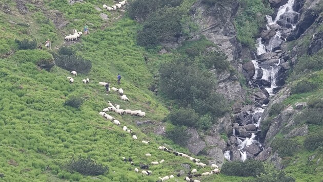 Der Rest der Herde mit einst 170 Tieren wurde von der Alm ins Tal zurückgebracht. (Bild: ZOOM.TIROL)