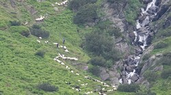 Der Rest der Herde mit einst 170 Tieren wurde von der Alm ins Tal zurückgebracht. (Bild: ZOOM.TIROL)