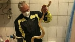 Ein eineinhalb Meter langer Python wanderte von einem Grazer Schlangenbesitzer zum Nachbarn. Letzterer erschreckte sich, und wurde gebissen. (Bild: Werner Stangl)