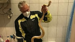 Ein eineinhalb Meter langer Python wanderte von einem Grazer Schlangenbesitzer zum Nachbarn. Letzterer erschreckte sich und wurde gebissen. (Bild: Werner Stangl)