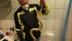 Ein eineinhalb Meter langer Python wanderte von einem Grazer Schlangenbesitzer zum Nachbarn. Letzterer erschreckte sich, und wurde gebissen. (Bild: Werner Stangl)