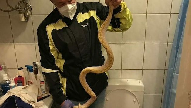 Ein eineinhalb Meter langer Python wanderte von einem Grazer Schlangenbesitzer zum Nachbarn. Letzterer erschreckte sich, und wurde gebissen. (Bild: Werner Stangl)