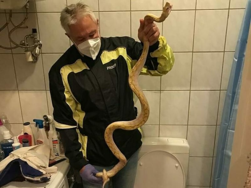 Ein eineinhalb Meter langer Python wanderte von einem Grazer Schlangenbesitzer zum Nachbarn. Letzterer erschreckte sich, und wurde gebissen. (Bild: Werner Stangl)