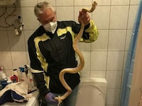 Ein eineinhalb Meter langer Python wanderte von einem Grazer Schlangenbesitzer zum Nachbarn. Letzterer erschreckte sich, und wurde gebissen. (Bild: Werner Stangl)