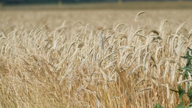 Russland und Ukraine sind wichtige Weizenexporteure. (Bild: P. Huber)