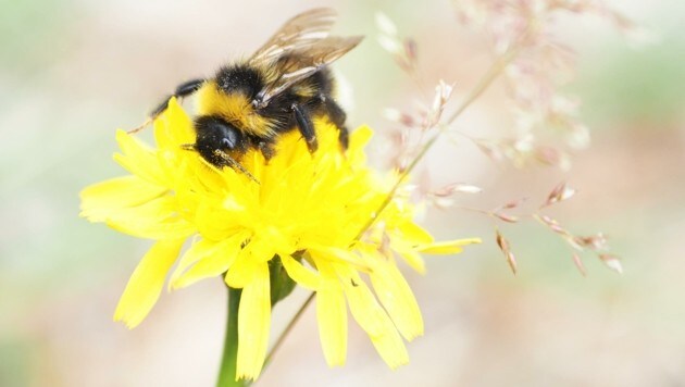Bienen-Wiesen sind wichtig: Hunderte Idealisten und Sumsi-Freunde in ganz Niederösterreich zeigen das bereits vor . . . (Bild: Gabriele Moser)