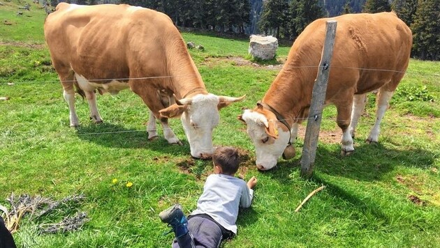 Trügerische Idylle für Werbezwecke: Manche Rinder kennen gar keine freie Natur. (Bild: Christoph Buchacher)