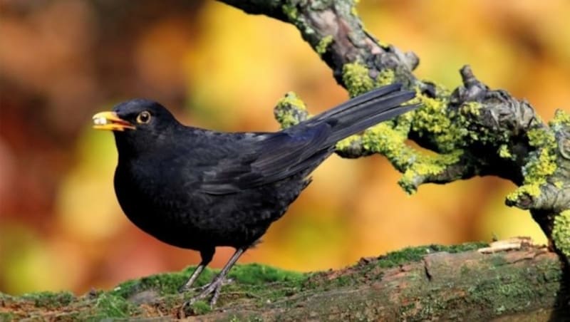 Amsel (Bild: Fressnapf)