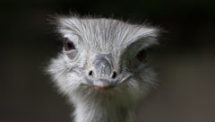 Ein Nandu wie dieses lag mit gebrochenem Genick vor der Mauer. (Bild: stock.adobe.com)