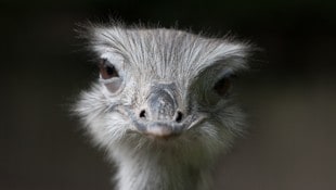 Ein Nandu wie dieses lag mit gebrochenem Genick vor der Mauer. (Bild: stock.adobe.com)