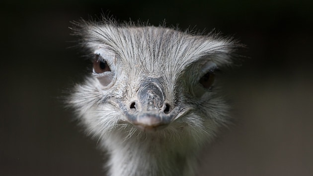 Ein Nandu wie dieses lag mit gebrochenem Genick vor der Mauer. (Bild: stock.adobe.com)