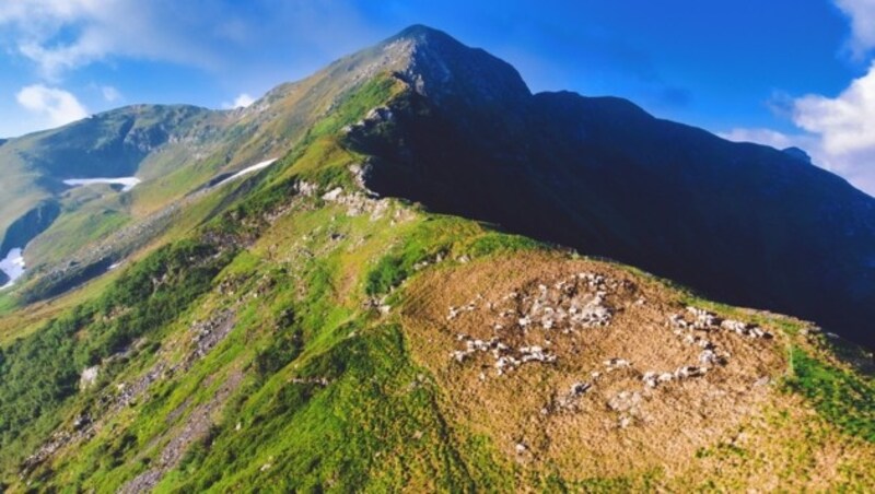 Direkt am Grat wurde der Spezialpferch für die Schafe errichtet. (Bild: Wallner Hannes)