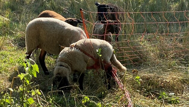 Das Schaf hatte sich verheddert und konnte sich nicht mehr befreien. (Bild: FF Mogersdorf)